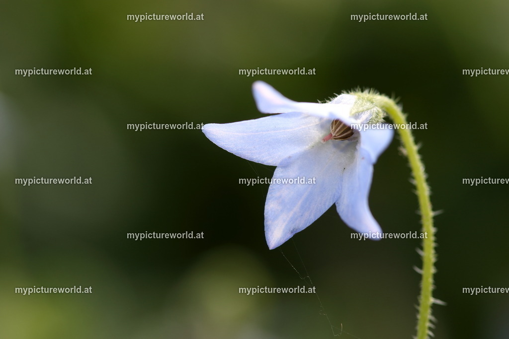 Ausdauernder Borretsch-001 | Das Bilderarchiv über Tiere, Planzen und Landschaften. In der Bilddatenbank finden Sie ein große Auswahl an hochwertigen Bilder für Ihre Werbung - Realized with Pictrs.com