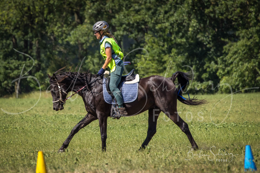 CJP_2026-06-26_169 | Stimmungsvolle Fotografie von Pferden, fotografische Begleitung von Veranstaltungen, Golfturnieren und Distanzritten - Realisiert mit Pictrs.com