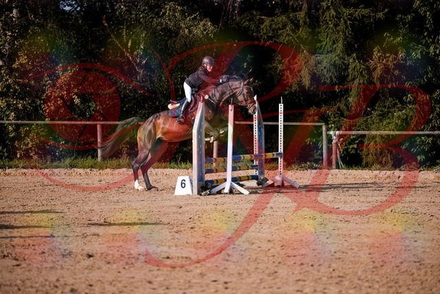 2026_10_03_Siefer-Hof_160007_Z81_80562122 | Professionelle Reitsport-, Turnier- und Eventfotografie von Robert Broda. Galerien mit ausgewählten und bearbeiteten Bildern direkt online ansehen und bestellen.