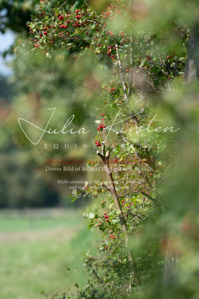 DSC_0750 | Pferde- und Turnierfotografie in Westsachsen. Pferdeportraits, Auftragszeichnungen und intuitive Kunst.