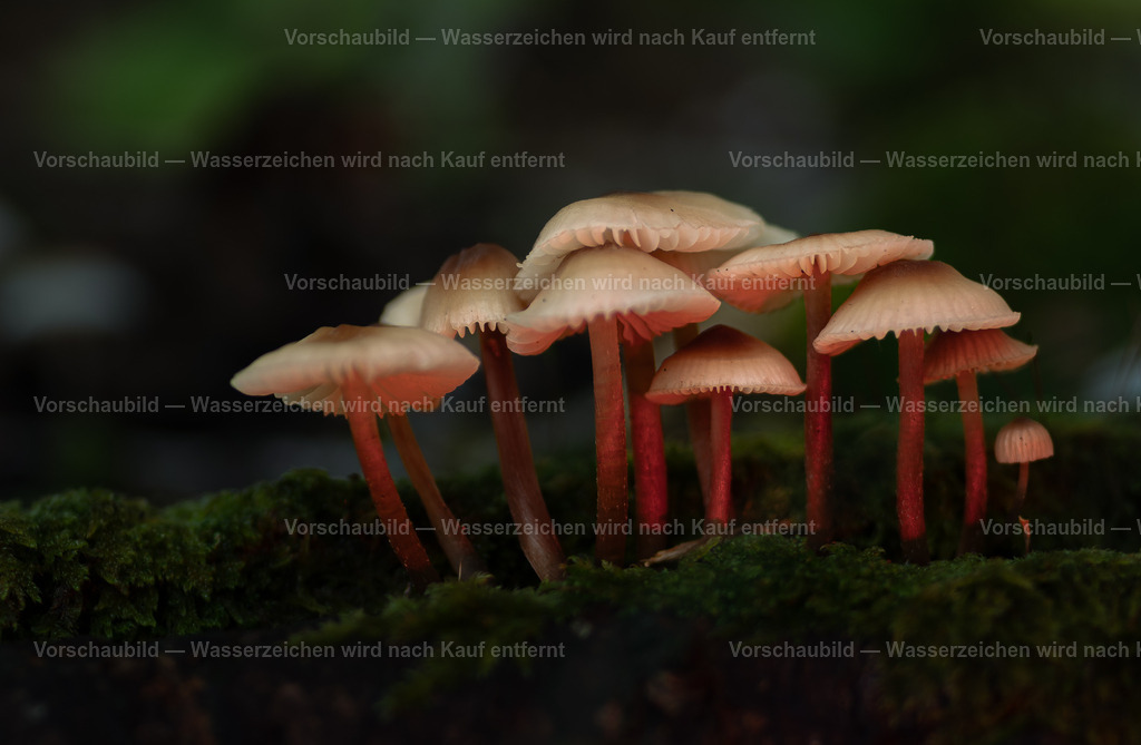 Kleine Pilzgruppe | im Wald entdeckt - Realisiert mit Pictrs.com