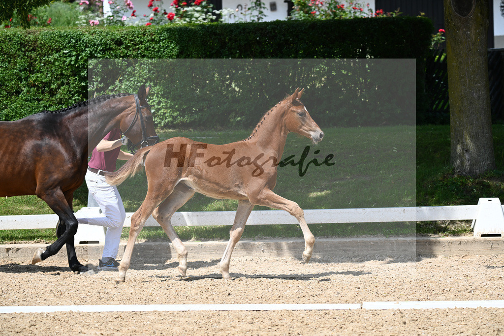 Kenneth x Chat qui Rit de L_SF_Schober_17240402 | hf-fotografie - Realisiert mit Pictrs.com