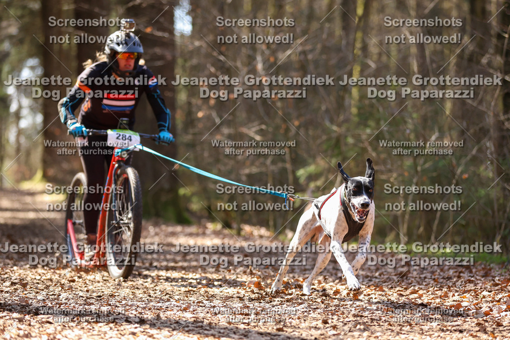 Dog Paparazzi - VCC26-1336 | Dog Paparazzi Jeanette Grottendiek Fotografie & Videografie - Realisiert mit Pictrs.com