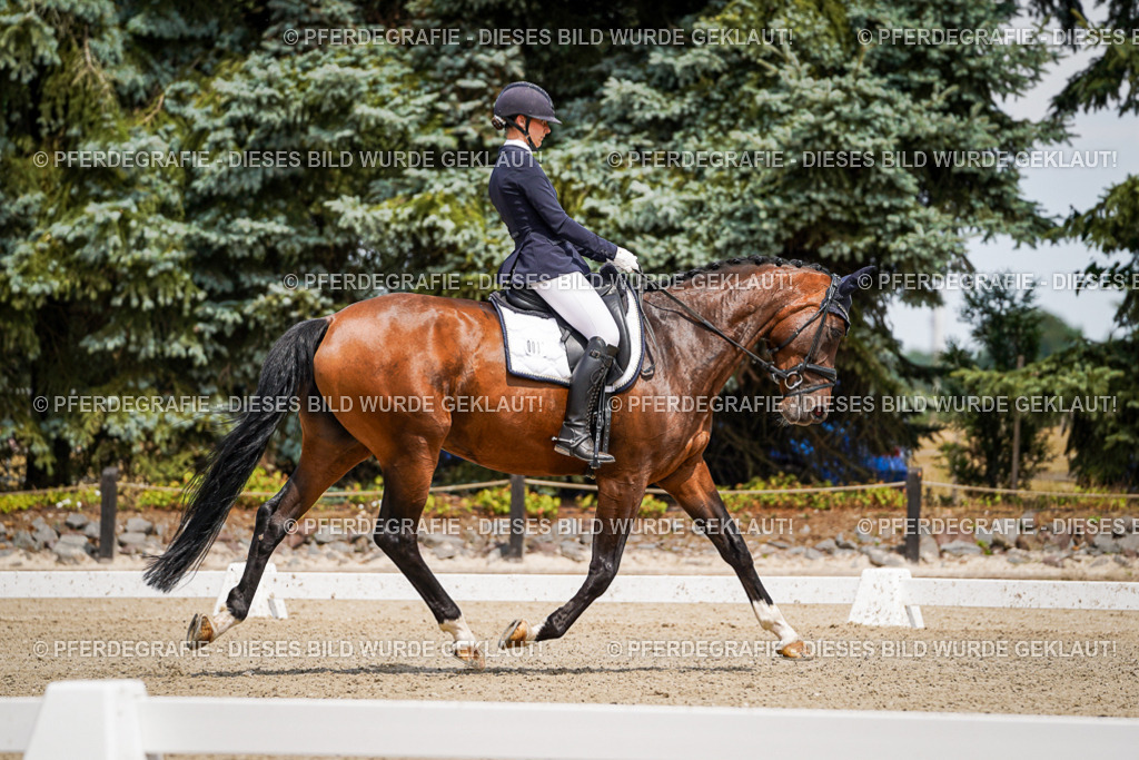 DSC02112 | Pferdegrafie