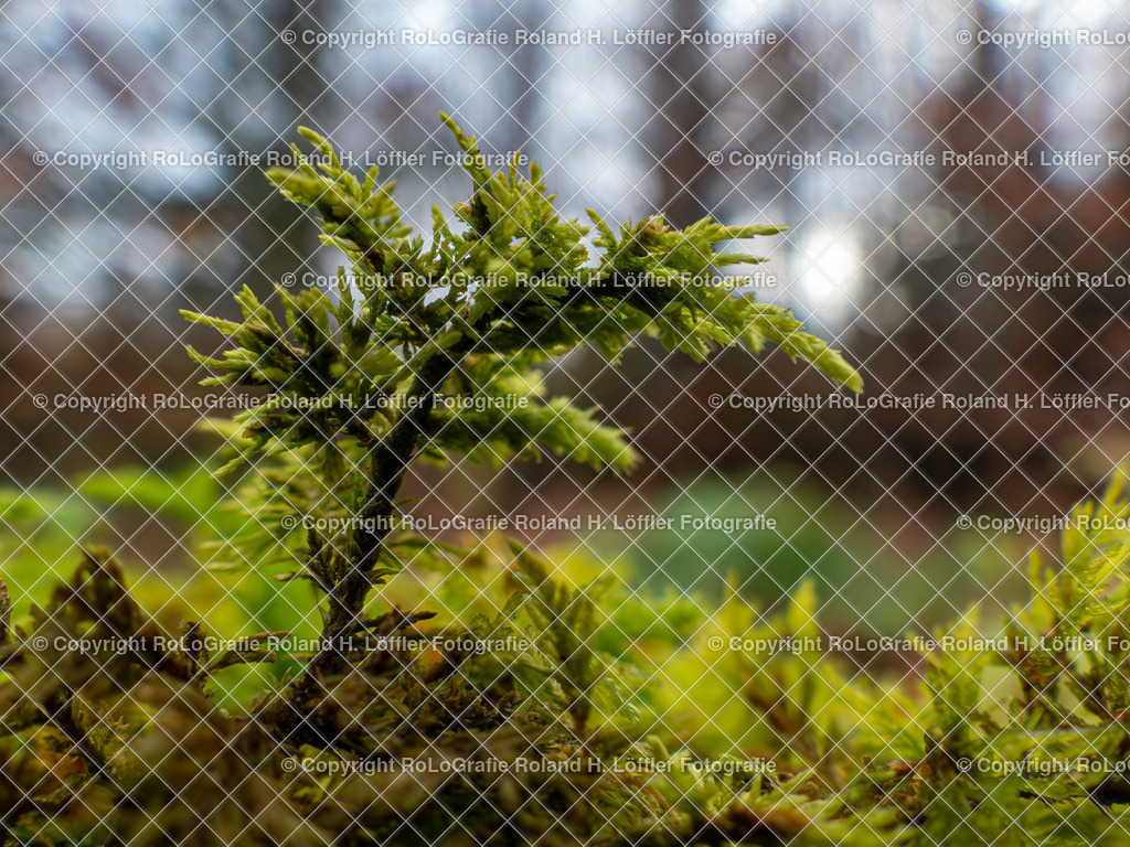 Lycopodiella cernua (L.) Pic.Serm._Familie-Lycopodiaceae | Lycopodiella cernua (L.) Pic.Serm. Aus der Familie der Lycopodiaceae - Realisiert mit Pictrs.com