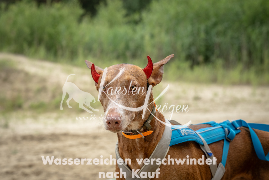 1522_ZZ96728 | kk-dogfotos