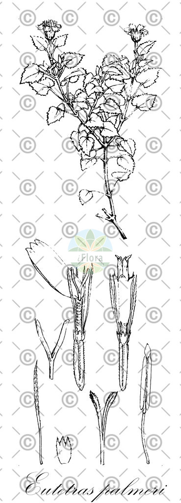 HistAbb_wfo-0000683576_1_ENZY_Simple | Historische Abbildung von Eutetras palmeri - Asteraceae | Historical Illustration of Eutetras palmeri - Asteraceae