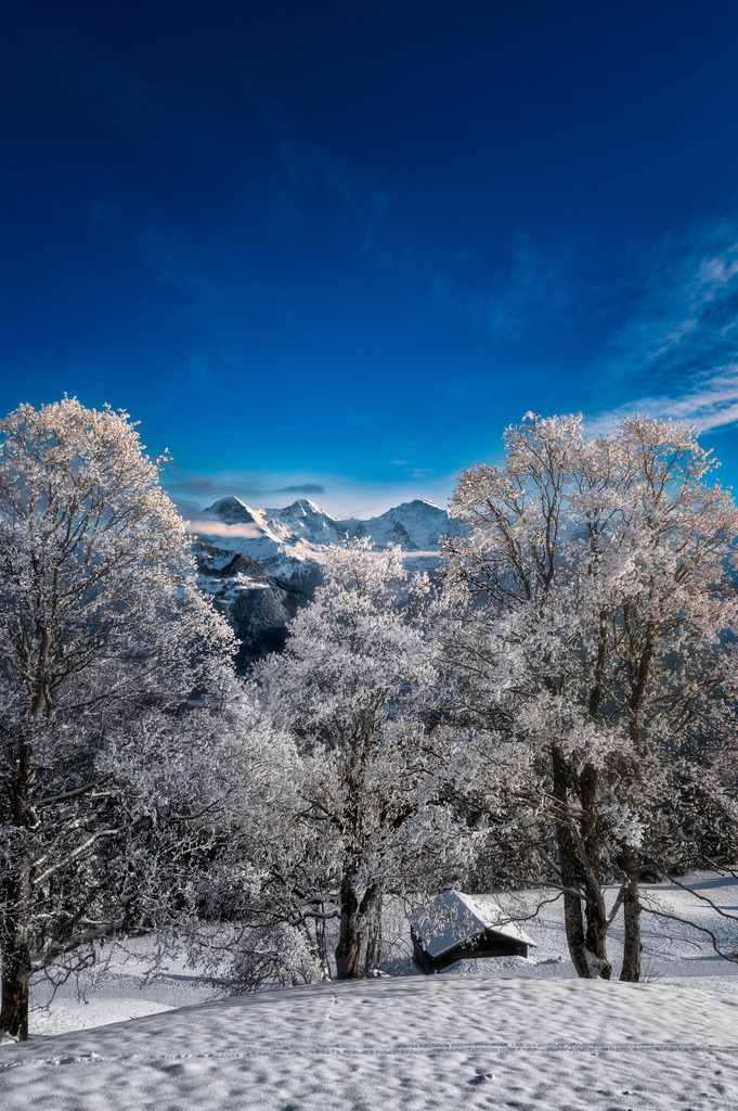 zweimal drei | two times three | Drei Berge (Eiger, Mönch und Jungfrau) und drei Bäume - bzw. Baumgruppen an einem schönen Januartag. zweimal drei
------------------------------------------------------------
Three mountains (Eiger, Mönch and Jungfrau) and three trees - or groups of trees on a beautiful January day. two times three
------------------------------------------------------------
Dieser Druck ist in einer limitierten Auflage von 5 Exemplaren erhältlich. 
This print is available in a limited edition of 5 copies. 
http://art.hess.photography/87-zweimal-drei.html - Realisiert mit Pictrs.com