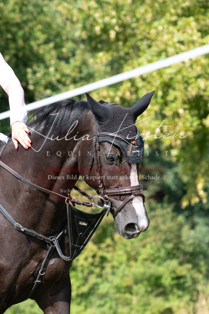 DSC_0870 | Pferde- und Turnierfotografie in Westsachsen. Pferdeportraits, Auftragszeichnungen und intuitive Kunst.