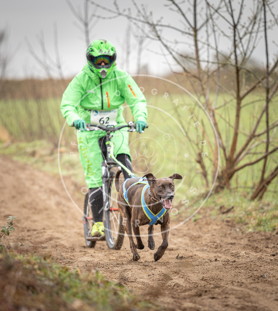DV3A9412 | Hundefotografie, Tierfotograf, Pfotenfotografie, Fotoshooting Hund, Hunde Portrait, Hundesport, Hundeportraits, Heideshooting, Hunde, Sportfotograf, Hundefotograf, Turnierhundsport, THS,  - Realisiert mit Pictrs.com