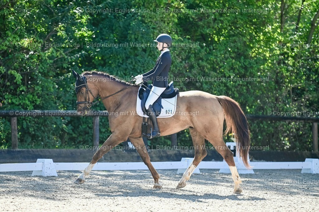 20230908_06_Dressur-L-Trense_0253 | equistock