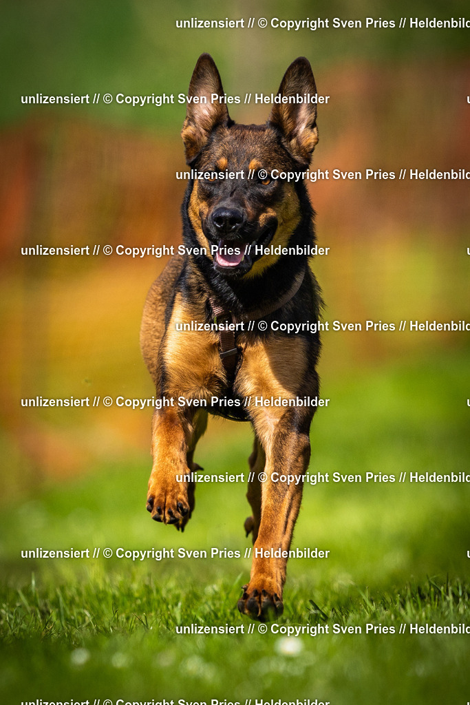 Sven Pries | 2025-04-13 - Hunderennen Baden-Baden - Realisiert mit Pictrs.com