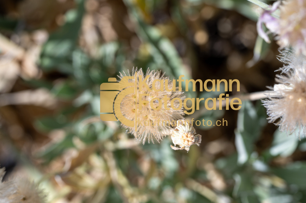 Teneriffe-2094 | kaufmannfoto - Realisiert mit Pictrs.com