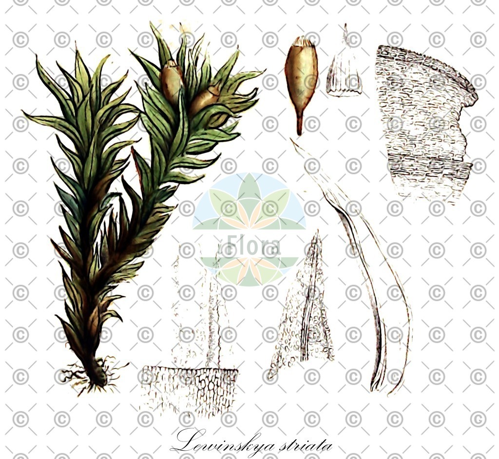 HistAbb_wfo-0000358123_1_ENZY_Simple | Historische Abbildung von Lewinskya striata - Orthotrichaceae | Historical Illustration of Lewinskya striata - Orthotrichaceae