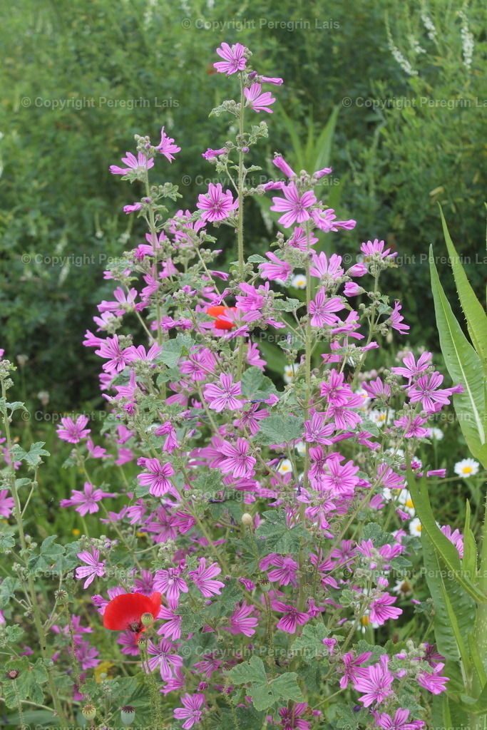 IMG_2731_2 | Fotografiert von Peregrin Lais. Bilder anschauen, 
Formate auswählen und bestellen. - Realisiert mit Pictrs.com