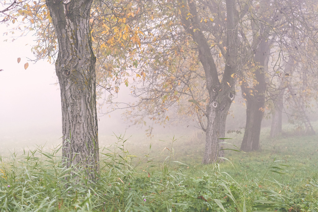 Nussbaum Plantage im Nebel | Enzersfeld, Austria - October 30, 2022: Nussbaum Plantage im Herbstlichen Nebel. - Realisiert mit Pictrs.com