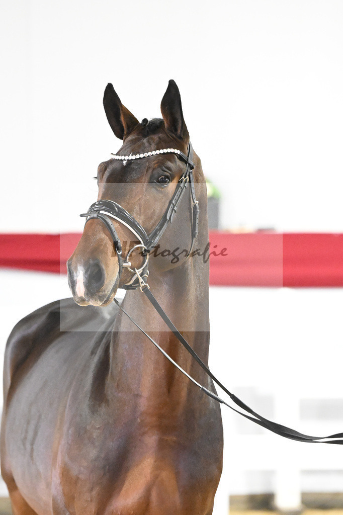 Kat-Nr. 25 v. Eldorado v d Zeshoek_Schumacher_63220808 | hf-fotografie - Realizzato con Pictrs.com