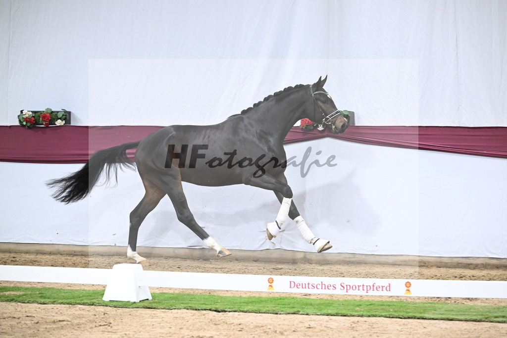 Kat-Nr. 127 Fair Deal x Sir Donnerhall I_Dr. Sarah Brendl_47254243 | hf-fotografie - Realisiert mit Pictrs.com