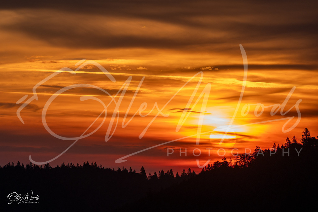 20240922_072641_SA933672_AlexWoods_FullSize | Alex Woods Photography