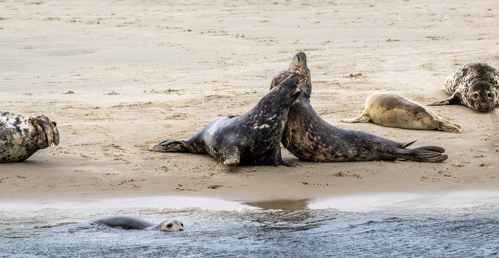 Interaktion unter Kegelrobben auf Texel: Revierszene am Strand im Wattenmeer | Zwei ausgewachsene Kegelrobben interagieren dynamisch mit geöffnetem Maul auf einer Sandbank vor der Insel Texel, während weitere Artgenossen im Sand ruhen oder im flachen Küstenwasser schwimmen. Die nahaufnahmeartige Momentaufnahme dokumentiert das natürliche Sozial- und Rangkampfverhalten der Meeressäuger im Nationalpark Wattenmeer. Perfekt geeignet für redaktionelle Berichte über Wildtierverhalten, Artenschutz, Fauna der Nordsee sowie Naturdokumentationen und Umweltjournalismus in den Niederlanden. - Realisiert mit Pictrs.com