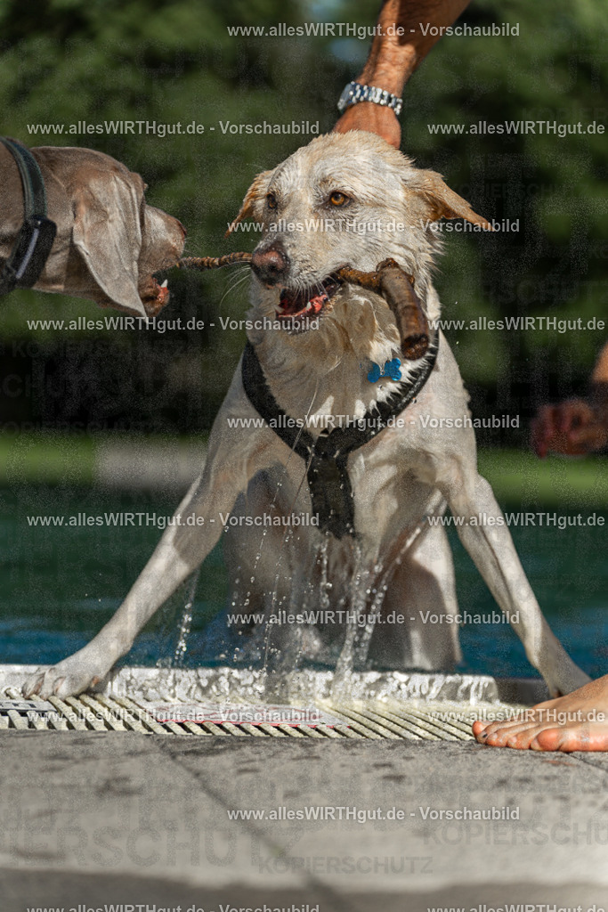 Hundeschwimmen_Volksbad_2026-allesWIRTHgut_Tierfotografie-2609061554-7R502023 | Professionelle Tierfotografie in Mönchengladbach von Daniel Wirth (allesWIRTHgut). Liebevolle & natürliche Bilder von Hunden & Katzen für unvergessliche Erinnerungen.