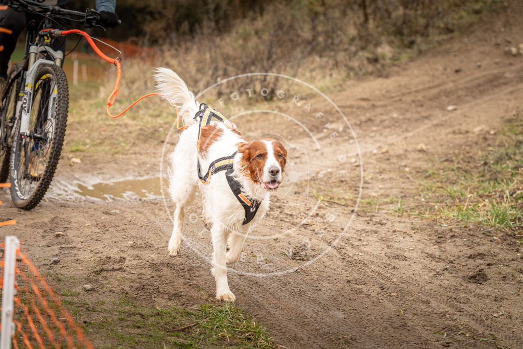 DV3A1230 | Hundefotografie, Tierfotograf, Pfotenfotografie, Fotoshooting Hund, Hunde Portrait, Hundesport, Hundeportraits, Heideshooting, Hunde, Sportfotograf, Hundefotograf, Turnierhundsport, THS,  - Realisiert mit Pictrs.com