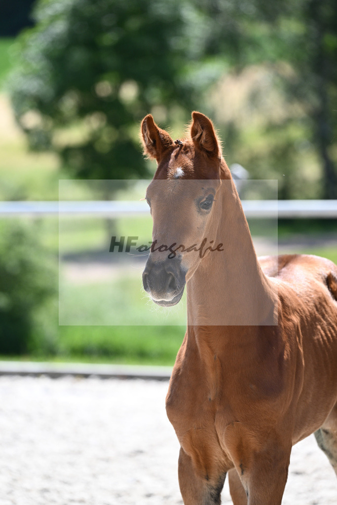 Kat-Nr. 18 SF Juwel_Engelhardt_16230381 | hf-fotografie - Realisiert mit Pictrs.com