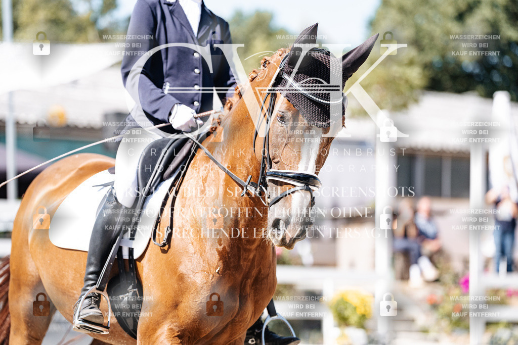 CK909292 | Turnierfotografie Pferdefotografie Trier Rheinland-Pfalz Pferdesport Reitsport Tierfotografie Sportfotografie Pferdevideo Pferdevideografie Equestrianvideography equestrianphotography  - Realisiert mit Pictrs.com