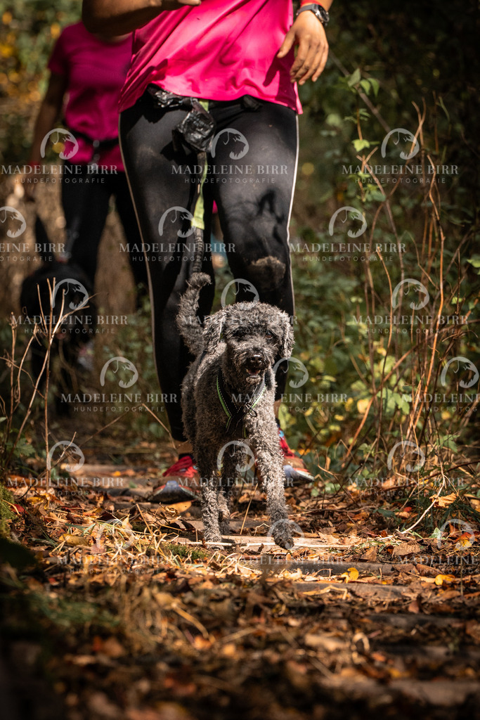 madeleinebirr.fotografie.2026.cc.hunsrueck.12-13Uhr.155 | hundefotografie-birr