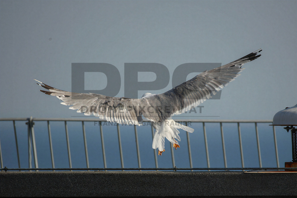 Yellow-legged Gull (Larus michahellis) | Yellow-legged Gull (Larus michahellis), a large gull species commonly found along Mediterranean coasts, rocky shorelines, harbours and coastal areas. - Realisiert mit Pictrs.com