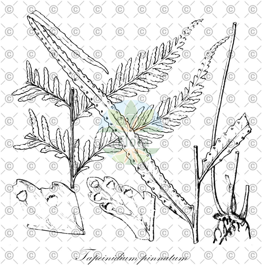 HistAbb_wfo-0000456837_1_ENZY_Simple | Historische Abbildung von Tapeinidium pinnatum - Lindsaeaceae | Historical Illustration of Tapeinidium pinnatum - Lindsaeaceae