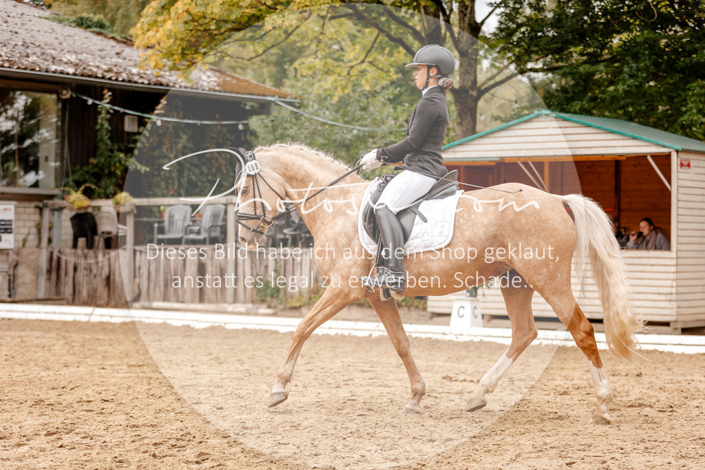3I6A7926 | Stimmungsvolle Portraits und Reitsportfotografie im Ruhrgebiet und im Münsterland.

Pferdefotografie, Hundefotografie, Tierfotografie, Reportagen, Portraits von Tier und Mensch, Turnierfotografie in Bochum, Recklinghausen, Marl, Haltern am See, Dülmen.. - Realisiert mit Pictrs.com