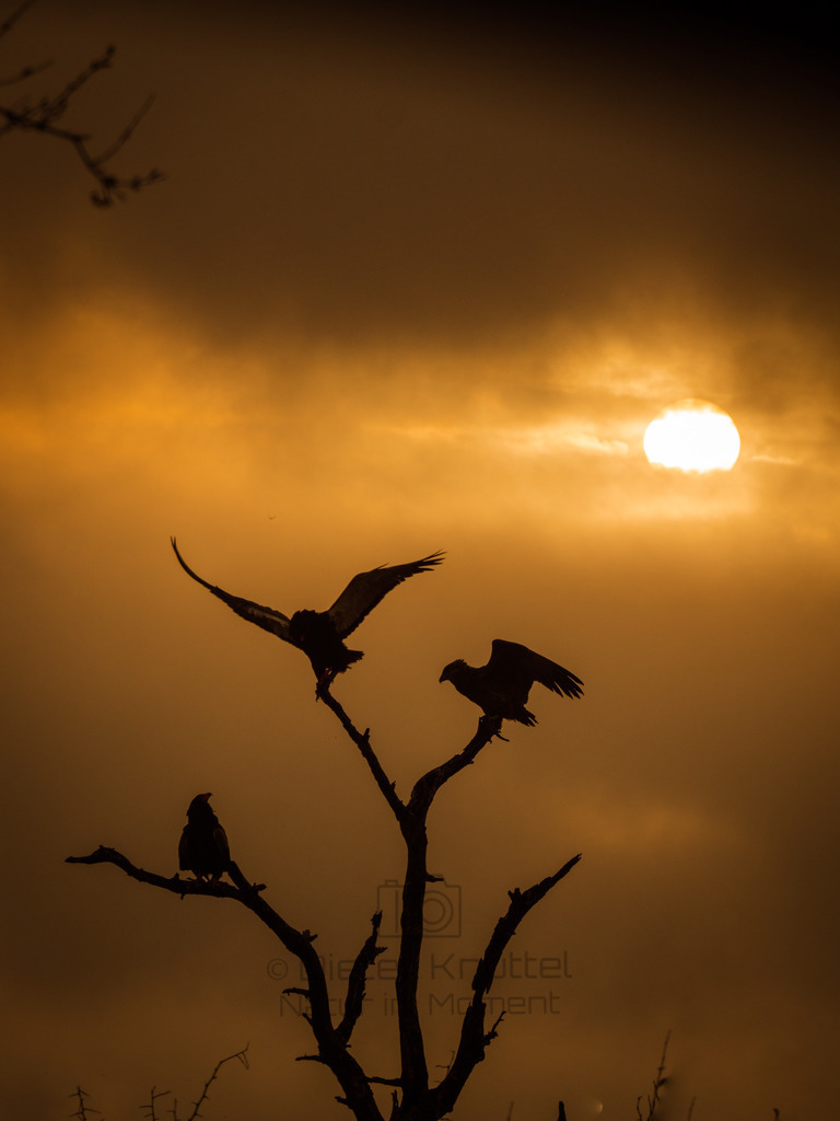 Ader im Sonnenuntergang | Adler beim Anflug auf einen Ast im Kruger Nationalpark, Süd-Afrika - Realisiert mit Pictrs.com