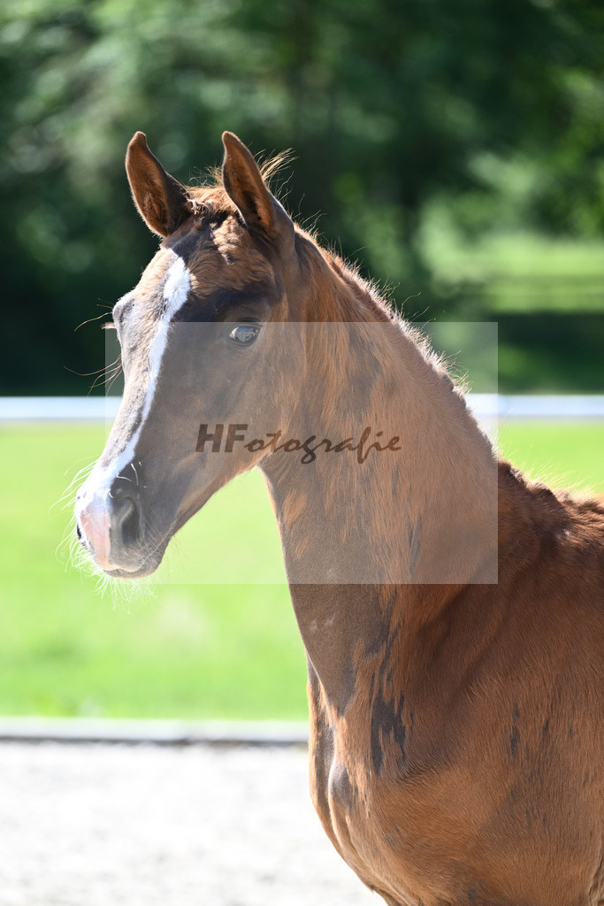 Kat-Nr. 4 SF Viva Gold_Stadelmann_16230104 | hf-fotografie - Realisiert mit Pictrs.com