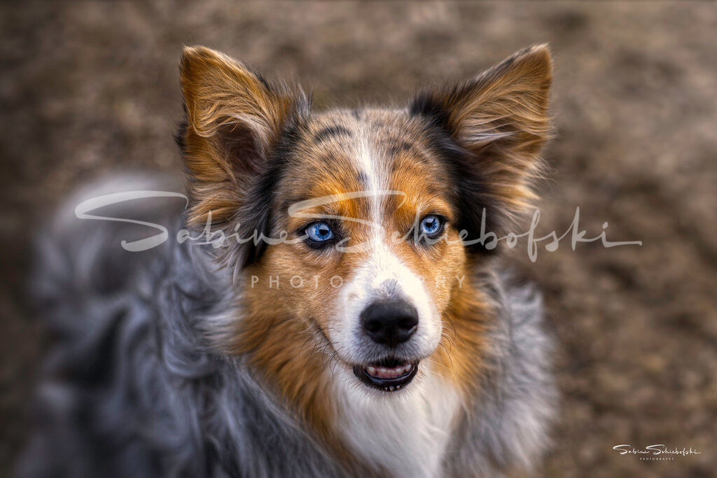 "Sunny" Australian Shepherd | People- und Tierfotografie, Imageaufnahmen, Veranstaltungsfotografie und Wandbilder aus der Natur ★ Made in Germany ✔️ Druck + Downloads ✔️ Naturfotografie in Top Qualität ★ schneller Versand, weltweite Lieferung! - Realisiert mit Pictrs.com