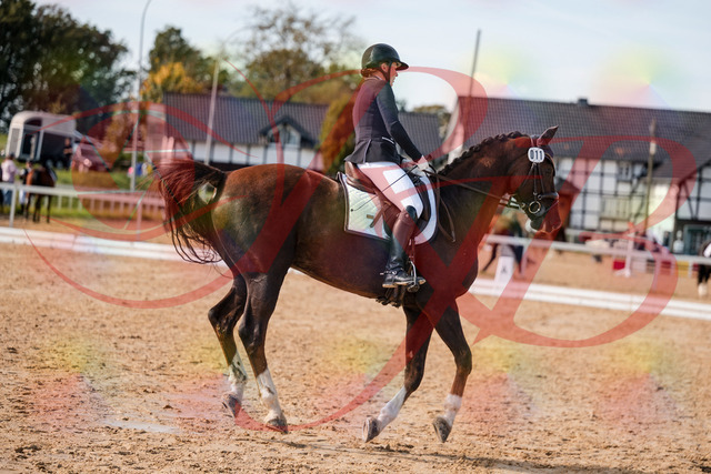 2026_10_03_Siefer-Hof_132349_Z63_85900846 | Professionelle Reitsport-, Turnier- und Eventfotografie von Robert Broda. Galerien mit ausgewählten und bearbeiteten Bildern direkt online ansehen und bestellen.