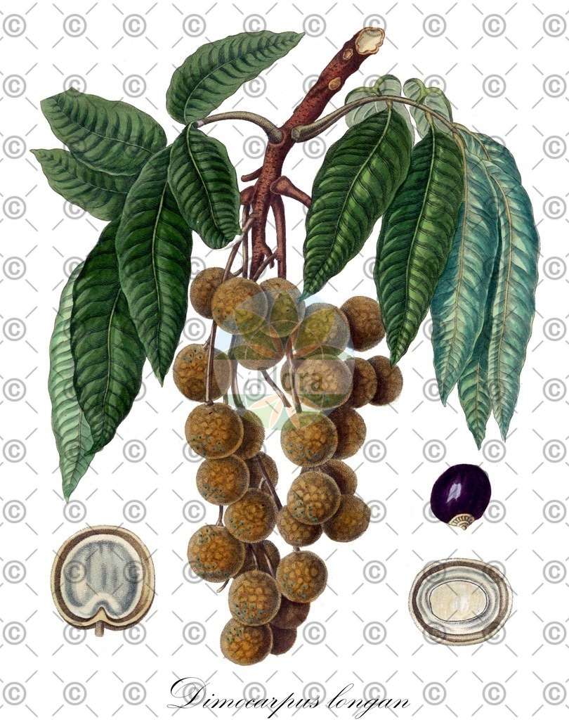 HistAbb_wfo-0000187455_1_ENZY_Simple | Historische Abbildung von Dimocarpus longan - Sapindaceae | Historical Illustration of Dimocarpus longan - Sapindaceae