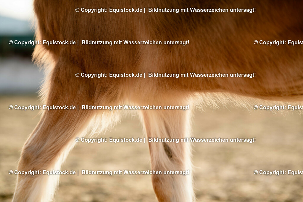 20230302_Haflinger-Cushing_0010 | equistock