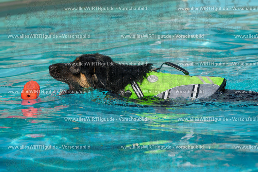 Hundeschwimmen_Grefrath_2026-allesWIRTHgut_Tierfotografie-13_43-FAY00710 | Professionelle Tierfotografie in Mönchengladbach von Daniel Wirth (allesWIRTHgut). Liebevolle & natürliche Bilder von Hunden & Katzen für unvergessliche Erinnerungen.