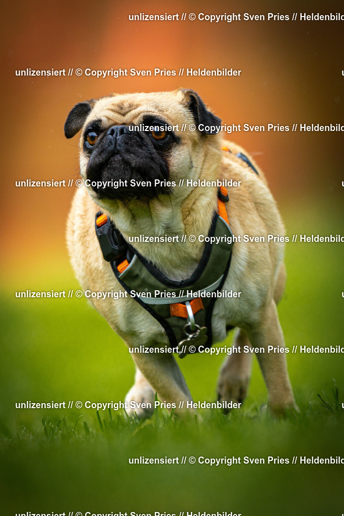 Sven Pries | 2025-09-21 - Hunderennen Baden-Oos - Realisiert mit Pictrs.com