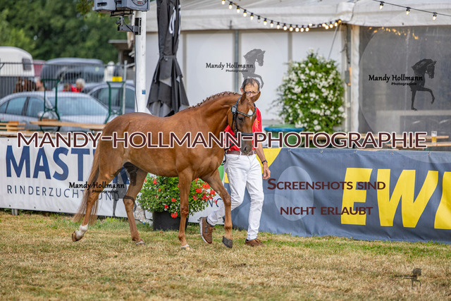 DR (232 von 2698) | mandyhollmannphotographie