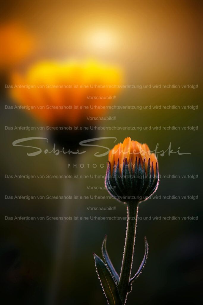 Calendula | People- und Tierfotografie, Imageaufnahmen, Veranstaltungsfotografie und Wandbilder aus der Natur ★ Made in Germany ✔️ Druck + Downloads ✔️ Naturfotografie in Top Qualität ★ schneller Versand, weltweite Lieferung! - Realisiert mit Pictrs.com