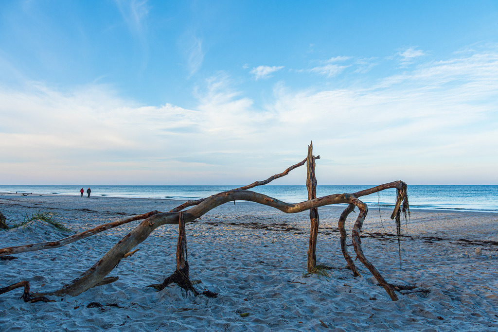 Treibholz am Weststrand an der Ostseeküste auf dem Fischland-Darß | Treibholz am Weststrand an der Ostseeküste auf dem Fischland-Darß.