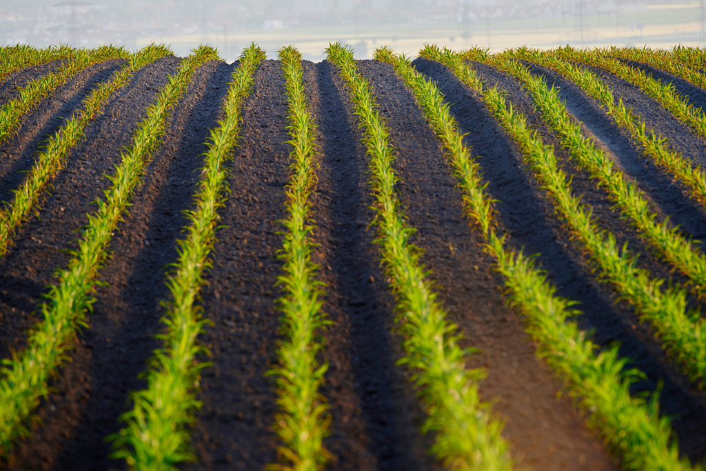 Maisfeld-Jungpflanzen | Enzersfeld, Austria - June 05, 2015: Maisfeld-Jungpflanzen. - Realisiert mit Pictrs.com