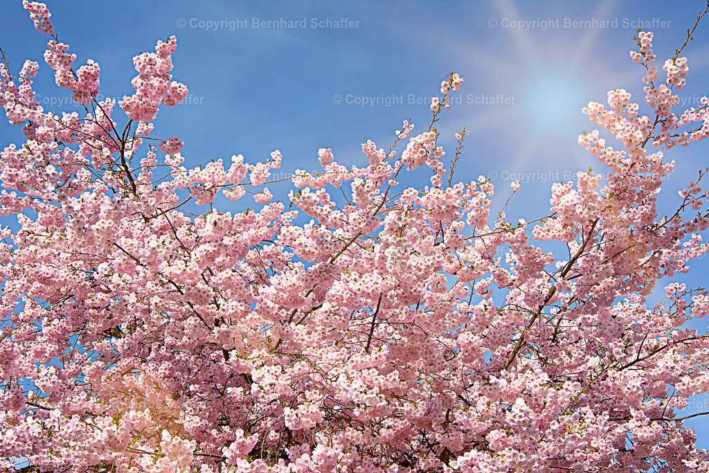 Kirschblüten im Sonnenlicht | Ein Baum mit Kirschblüten im Sonnenlicht mit Sonnenstrahlen. - Realisiert mit Pictrs.com