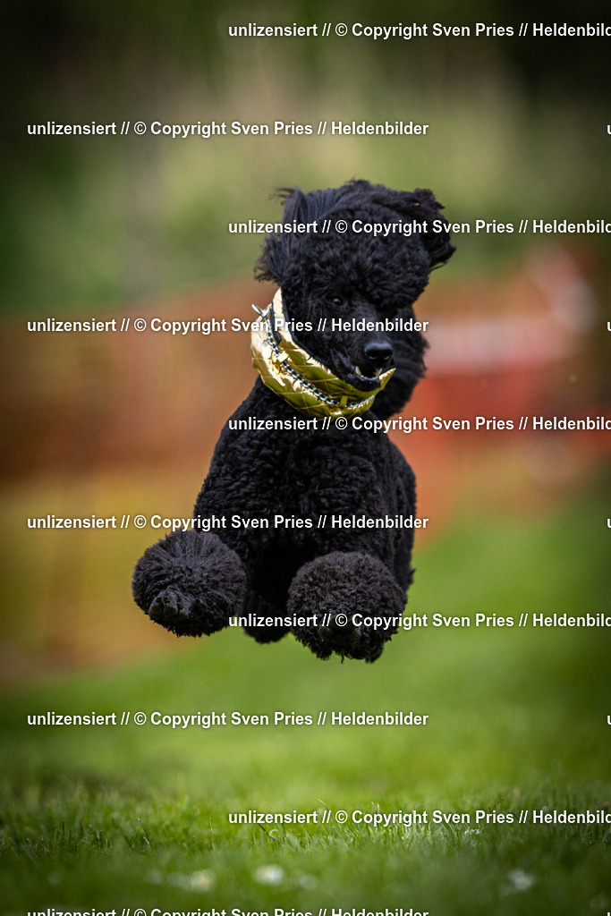 Sven Pries | 2025-04-13 - Hunderennen Baden-Baden - Realisiert mit Pictrs.com