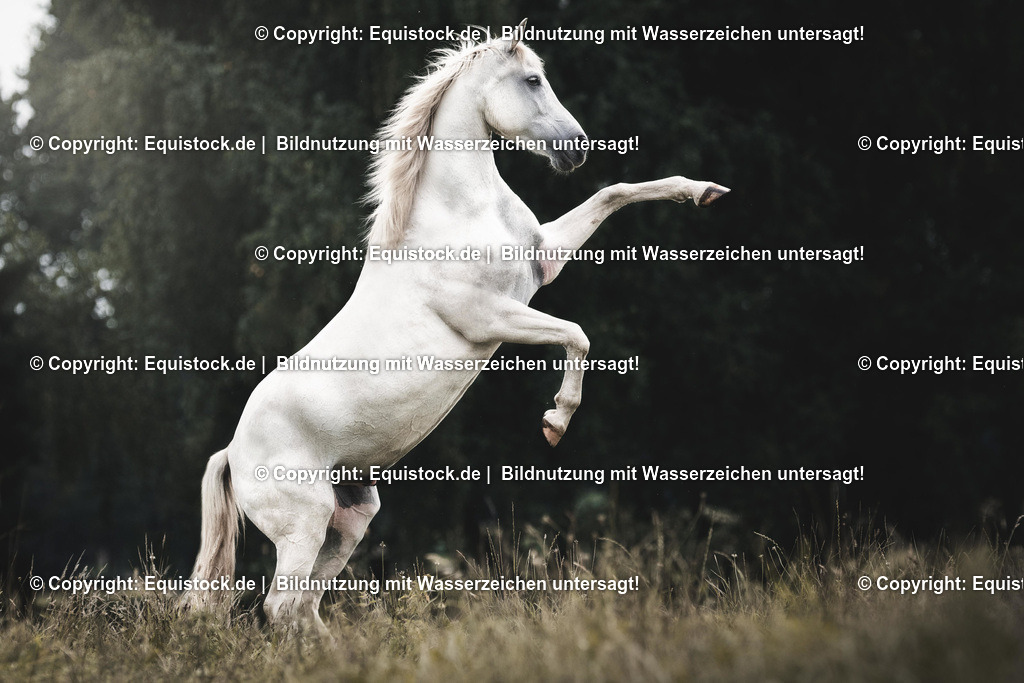 TS_20170817_Schimmel_Zirzensik_0004 | Foto: Thomas Hartig