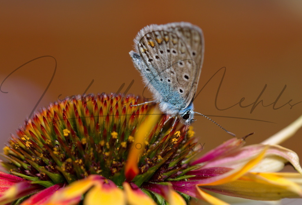 042_Schmetterlin | i-n-photography - Realisiert mit Pictrs.com