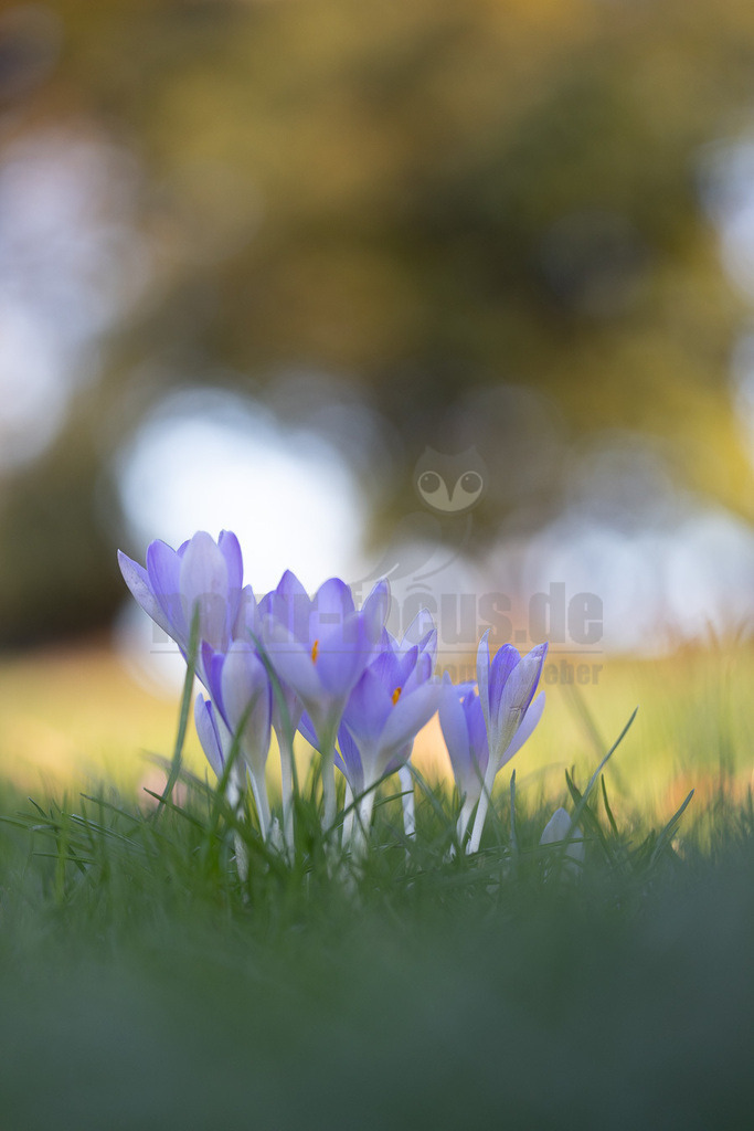 R5NF3330-20230213 | Die Krokusse (Crocus; Singular im Allgemeinen „der Krokus“, in der Schweiz auch „das Krokus“; Mehrzahl Krokusse) sind eine Pflanzengattung der Schwertliliengewächse (Iridaceae). Die etwa 235 Krokusarten (Stand Januar 2017)[1] sind vor allem im Orient, aber auch in Europa, Nordafrika und bis nach Westchina verbreitet. Sie sind seit Jahrhunderten beliebte Zierpflanzen. Als Frühblüher sind sie in den Parks und Gärten der gemäßigten Breiten auf der ganzen Welt anzutreffen. Einige Arten blühen bereits im Herbst und bilden die Früchte im darauffolgenden Frühjahr.  - Realisiert mit Pictrs.com