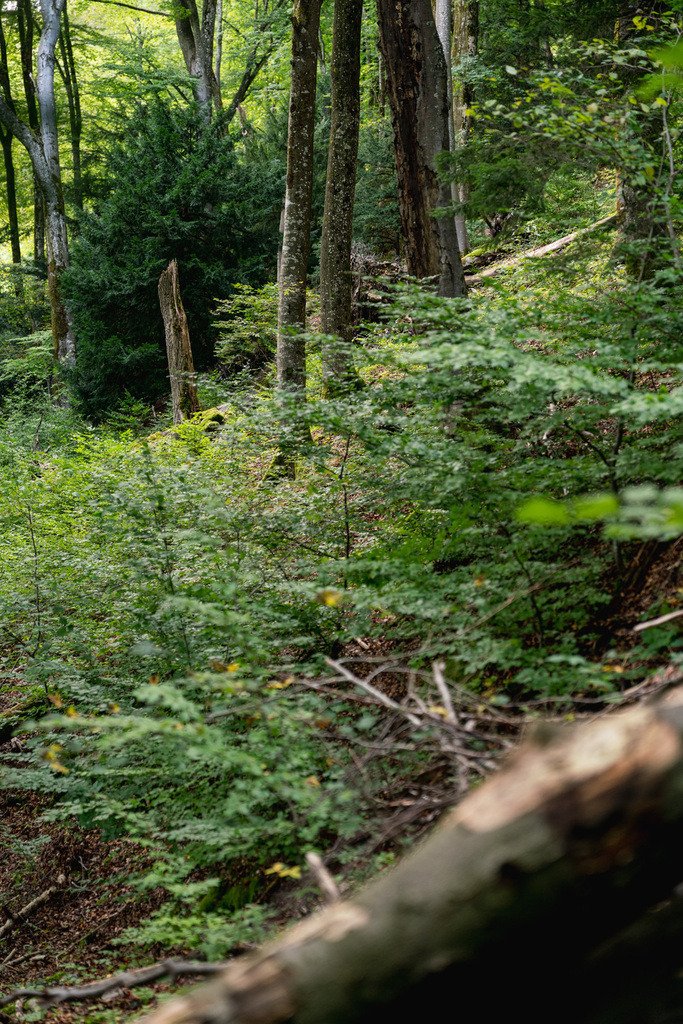 ZD250916101209 | Fotoshop von zweidimensional Fotografie. Ihr Fotograf im Aargau. Abzüge von Ihrem Fotobox Event bestellen.Abzüge von Ihrem Hochzeit bestellen.Abzüge von Ihrem Schulfotograf bestellen.